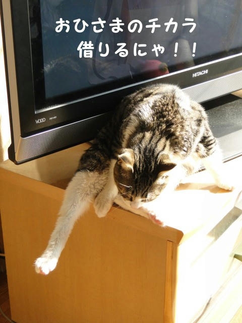 お日さまに協力してもらうにゃ!
