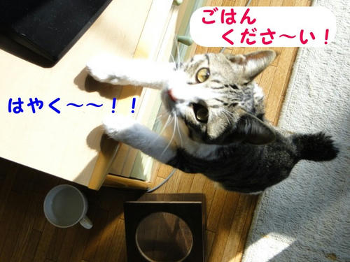 ごはんーー!!