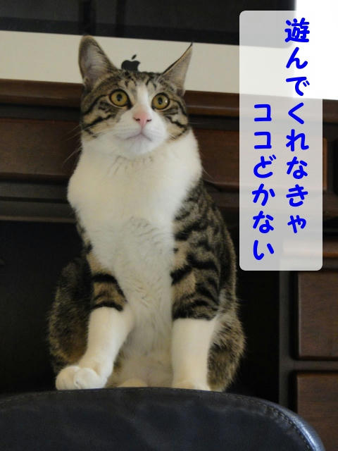 あそんでよー