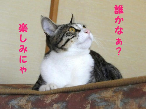 だれかにゃ~?