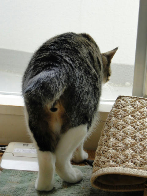 ビビりなおしり