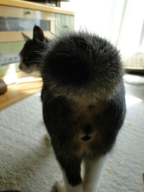 ウニなおしり