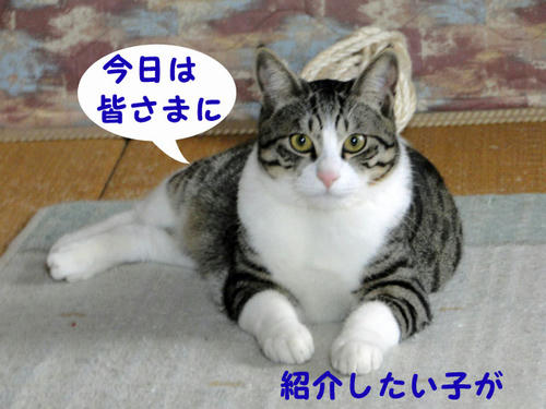 ご紹介します