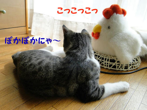 仲良く日向ぼっこ