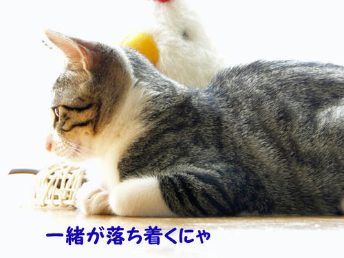 一緒が落ち着く♪