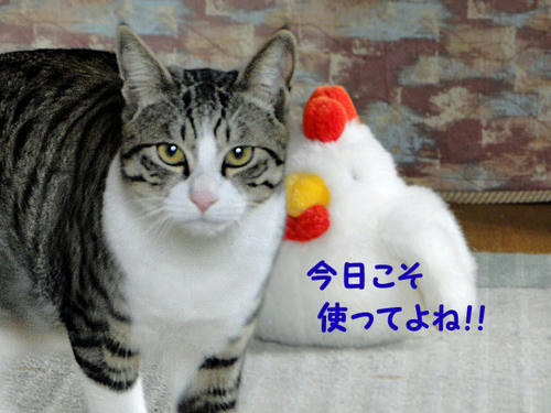 今日こそ使ってよ!