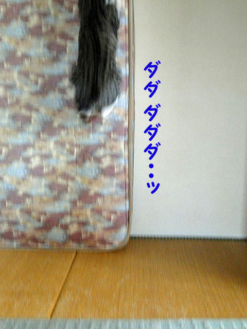 ダダダダダ・・・