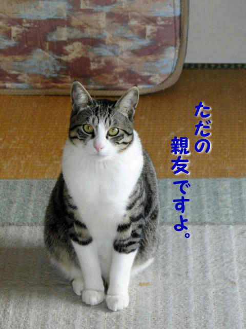 親友です。