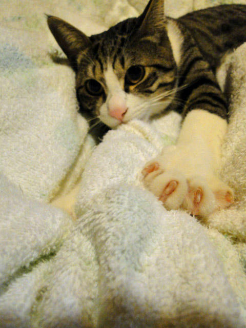 もみ猫2