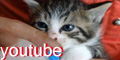 youtube ｢だいふくチャンネル｣へ♪