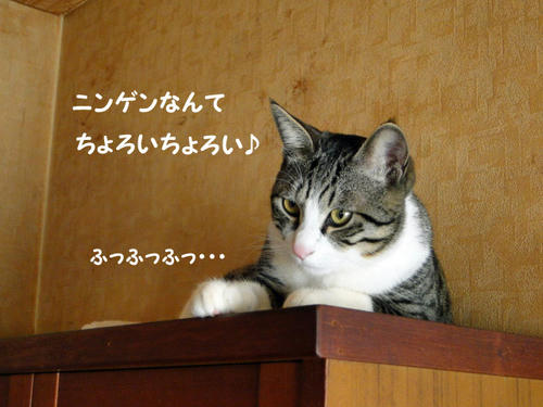 油断してるにゃ