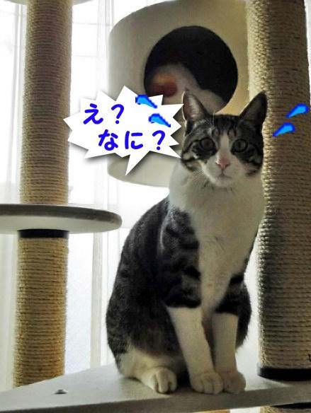 何の事?