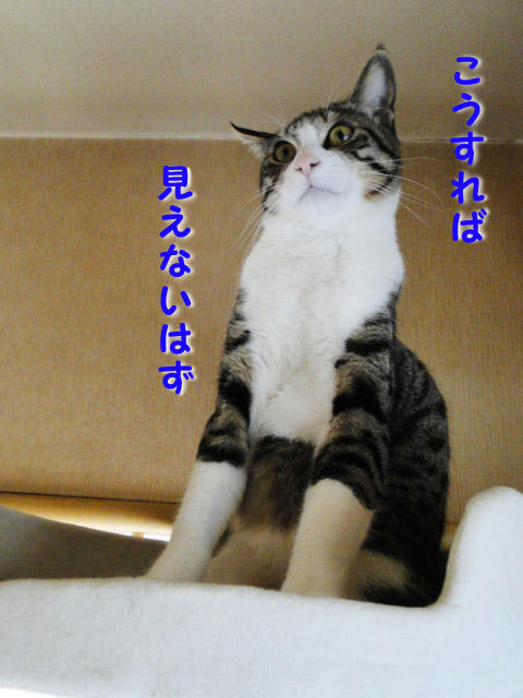 こうすれば見えない!・・・はず。