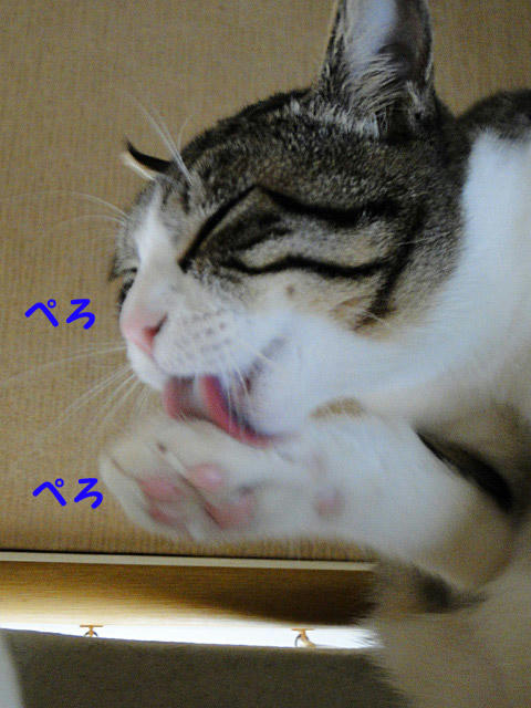 ぺろぺろ