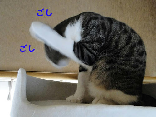 ごしごし