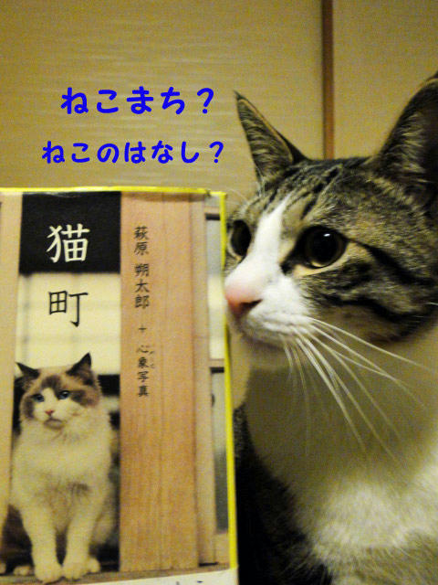 どんな話?