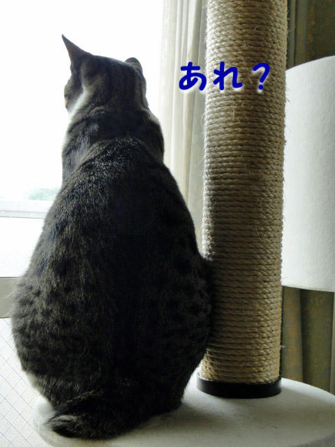 あれ?