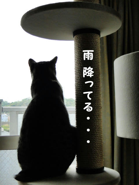 雨降ってる