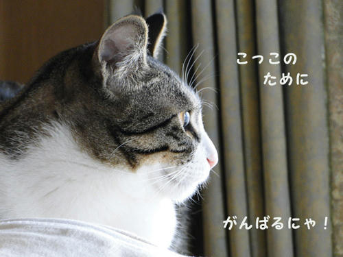 警備、頑張るにゃ♪