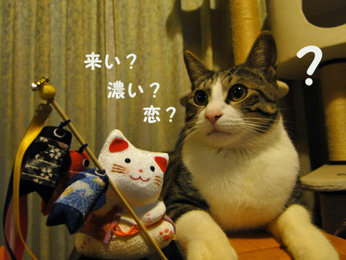 こい?