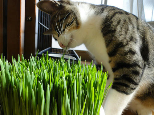 猫草2