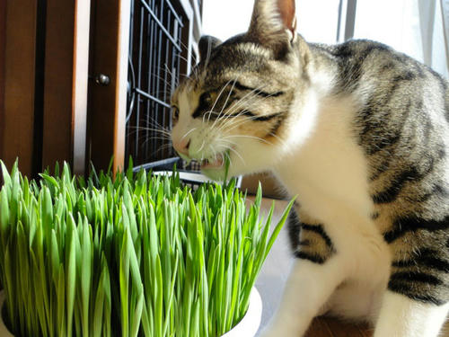 猫草3