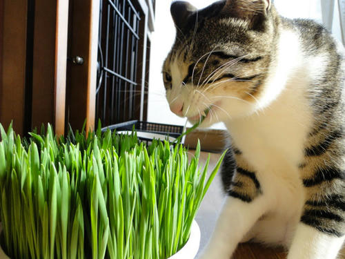 猫草4