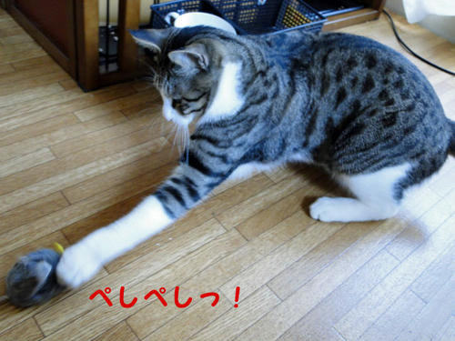 ペシペシ