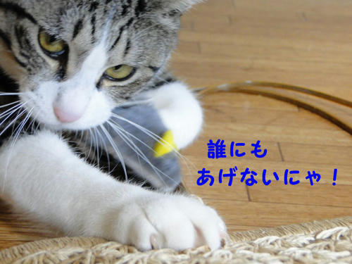 誰にもあげないにゃ!