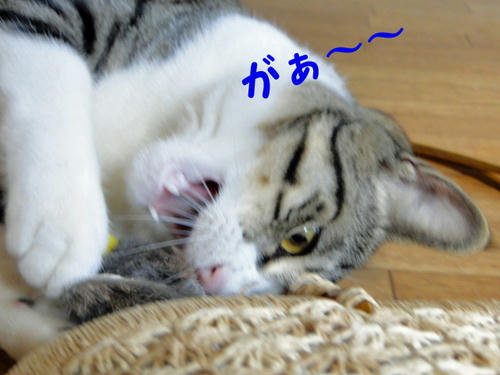 がぁ~!