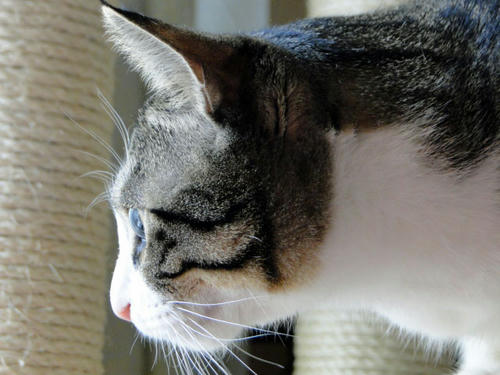 がん見