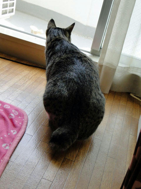 タワーを降りてがん見
