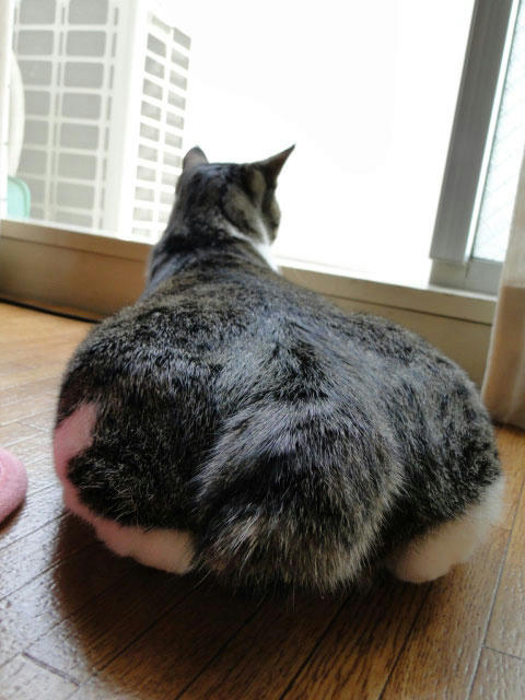 ケツでか!(笑)