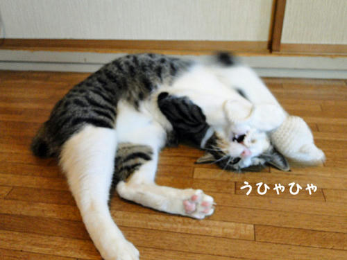 うひゃひゃ