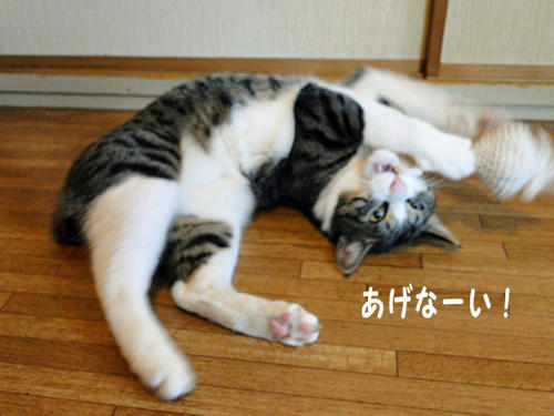 あげなーい