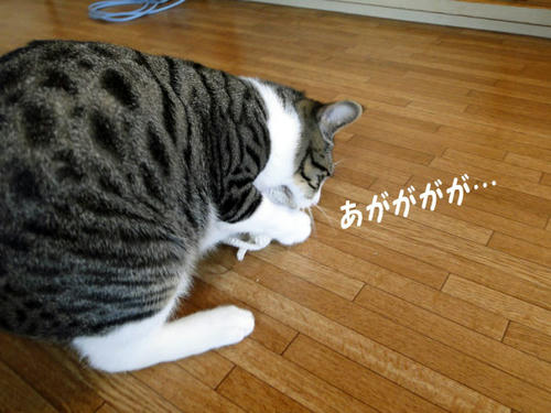 あががが