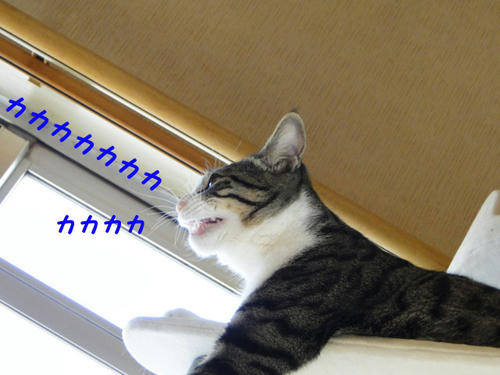 カカカカカ・・・