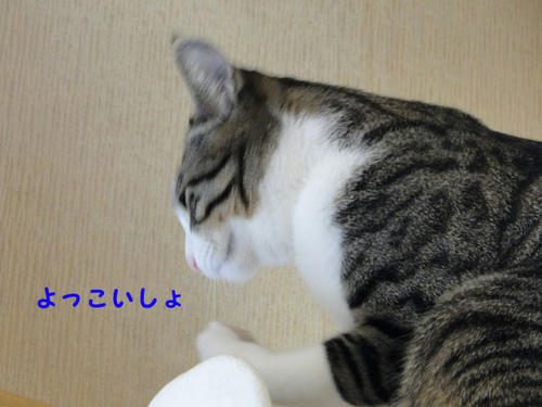 よっこいしょ・・・