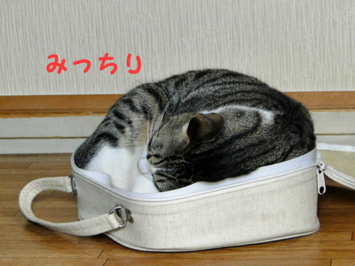 みっちり