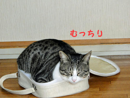 むっちり