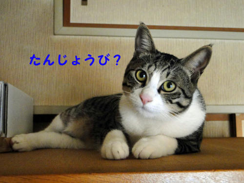ボクの誕生日?