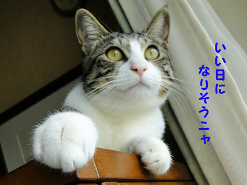 いい日になりそうニャ
