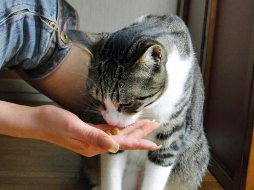 手からゴハン♪