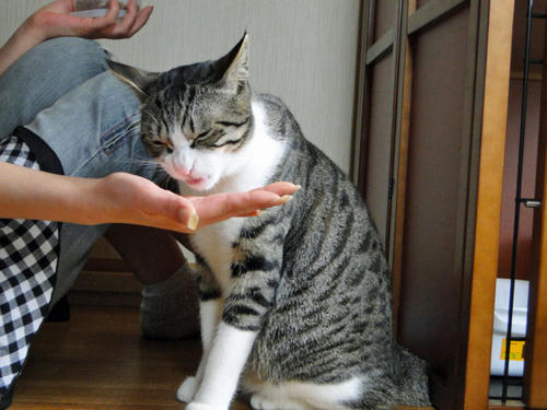 格別ニャ♪