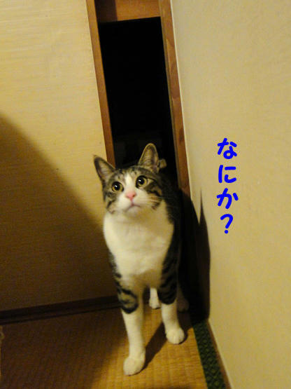 なにか?