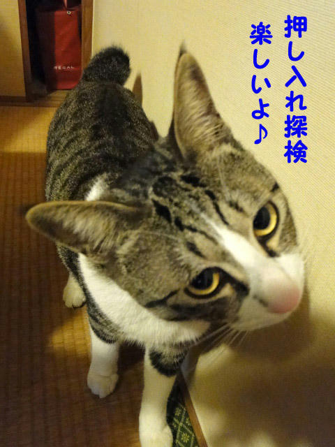 押し入れの探検って楽しいよ~