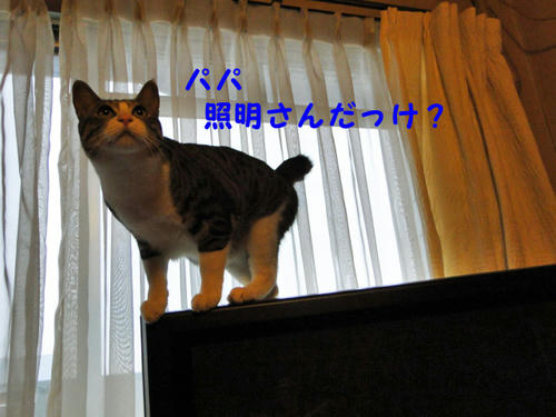 パパって照明さんだっけ?