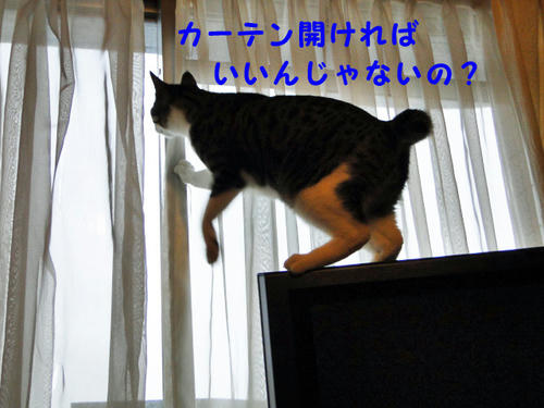 カーテン開けたほうがいいんじゃ・・・