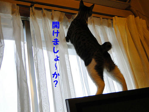 ボク、開けましょうか?