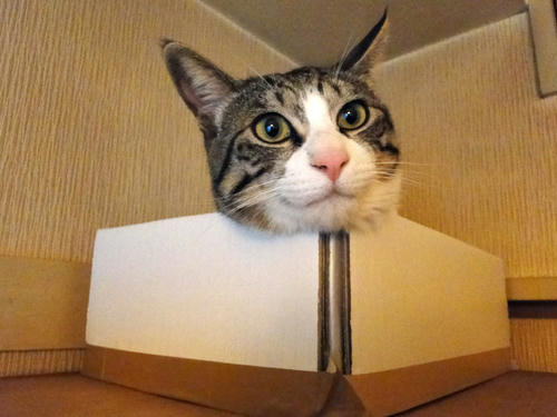 箱猫